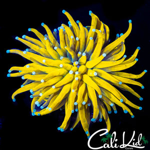 TEAL TIP BANANA TORCH