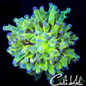 PURPLE / GREEN BRANCHING FROGSPAWN