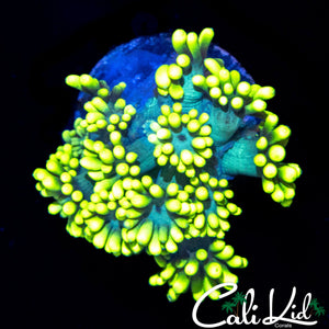 PIERCING LEMON LIME GONI