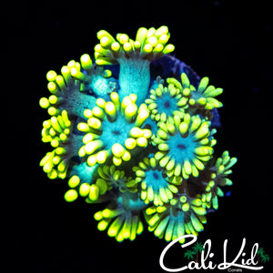 PIERCING LEMON LIME GONI