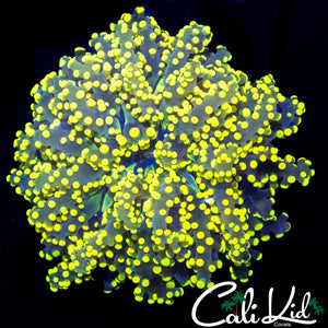 TRUE YELLOW BRANCHING OCTOSPAWN