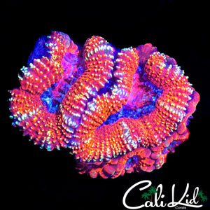 WHITE STRIPE ACAN QUAD