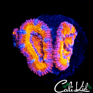 INSANE RAINBOW ACAN TRIPLE