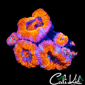 ULTRA RAINBOW ACAN MINI COLONY