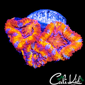 ULTIMATE RAINBOW ACAN TRIPLE