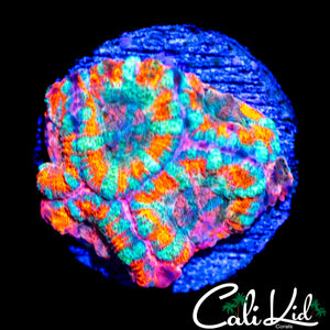 RARE ASIAN ACAN MINI COLONY