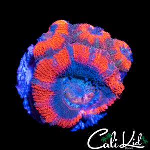 SUPERMAN ACAN QUAD