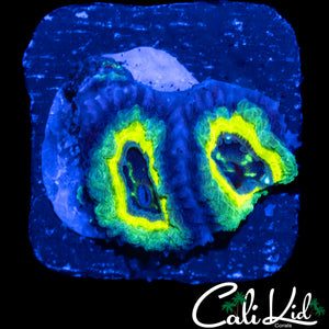 RASTA TYPE ASIAN ACAN DOUBLE