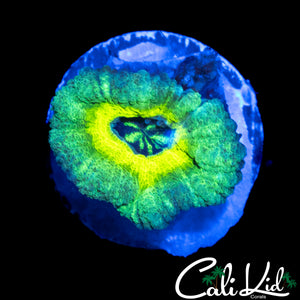 RASTA TYPE ASIAN ACAN