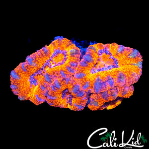 UTLRA RAINBOW ACAN QUAD