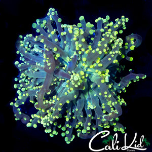 TRUE YELLOW BRANCHING OCTOSPAWN