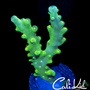SUPER BRIGHT GREEN SLIMER