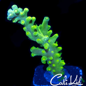 SUPER BRIGHT GREEN SLIMER