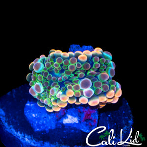 RAINBOW BUBBLE YUMA