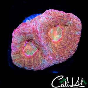 RAINBOW EYE BOWERBANKI DOUBLE