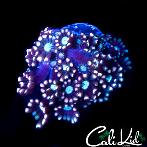 TRI COLOR ALVEOPORA