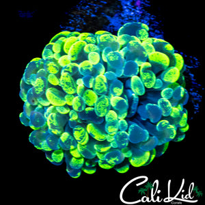 AMAZING SPLATTER BRANCHING HAMMER