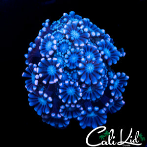 TRI COLOR ALVEOPORA
