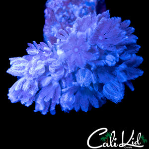 PULSATING XENIA