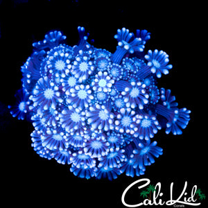 POWDER PUFF ALVEOPORA