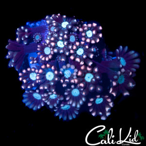 BEAUTIFUL TRI COLOR ALVEOPORA