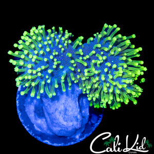 AQUACULTURED UTLRA TOADSTOOL