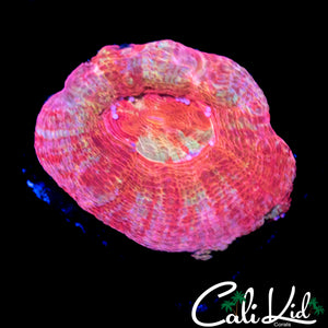 RAINBOW EYE BOWERBANKI