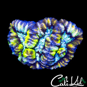 ULTIMATE RAINBOW WILSONI