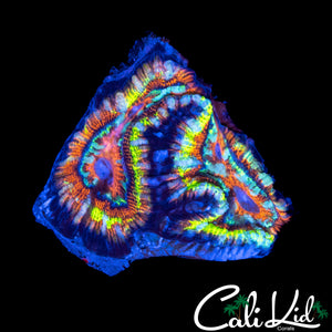 ULTIMATE RAINBOW WILSONI