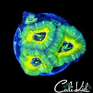 RASTA TYPE ASIAN ACAN TRIPLE