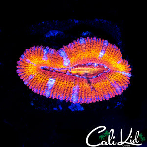 ULTRA RAINBOW ACAN LORD