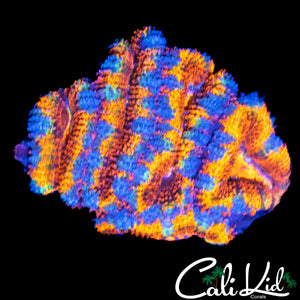 CK JOHNNY RED'S ACAN MINI COLONY
