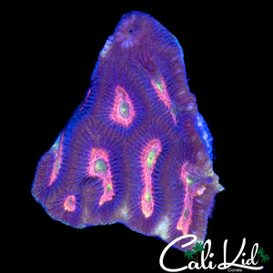 RAINBOW EYE FAVIA
