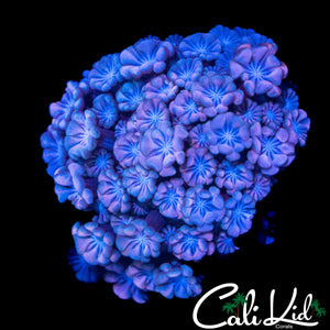 PASTEL PASSION ALVEOPORA