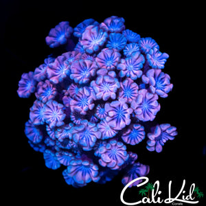 PASTEL PASSION ALVEOPORA