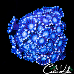 BI COLOR ALVEOPORA