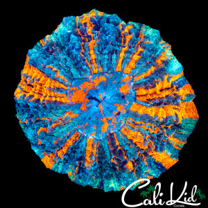 AMAZING RAINBOW ACANTHO