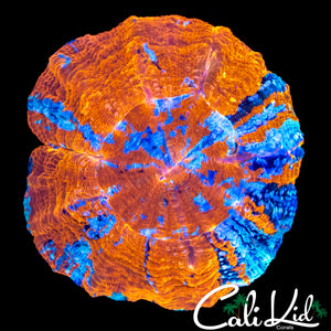 BEAUTIFUL TRI COLOR ACANTHO