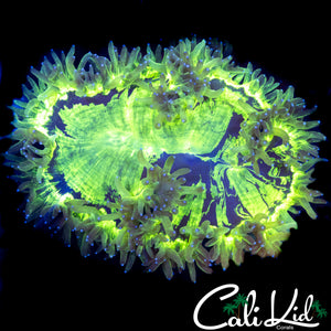 SPLATTER ELEGANCE (SUPER BRIGHT)