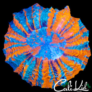 PINWHEEEL ACANTHO