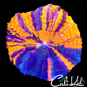 LARGE RAINBOW SLICE ACANTHO