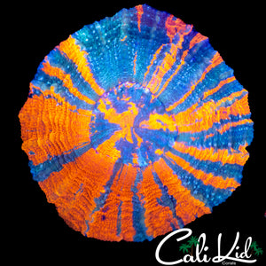 BEAUTIFUL RAINBOW LIGHTNING BOLT ACANTHO