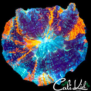 BEAUTIFUL RAINBOW ACANTHO W/ PURPLE