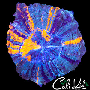 ULTRA RAINBOW ACANTHO