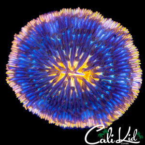 FUNKY RAINBOW FUNGIA