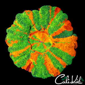 RARE 5 COLOR SCOLY