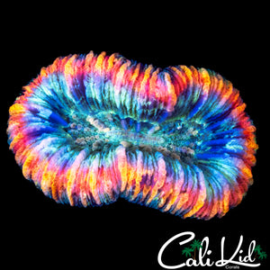 RARE PATTERN RAINBOW TRACHY