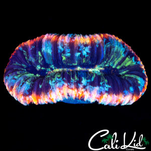 SPLATTER RING TRACHY