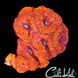 INDO RAINBOW BLASTO COLONY