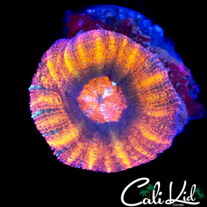RARE RAINBOW STRIPE ACAN MAXIMA